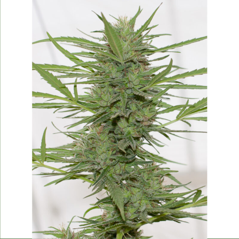Dedoverde Haze Dr Greenthumb's Auto