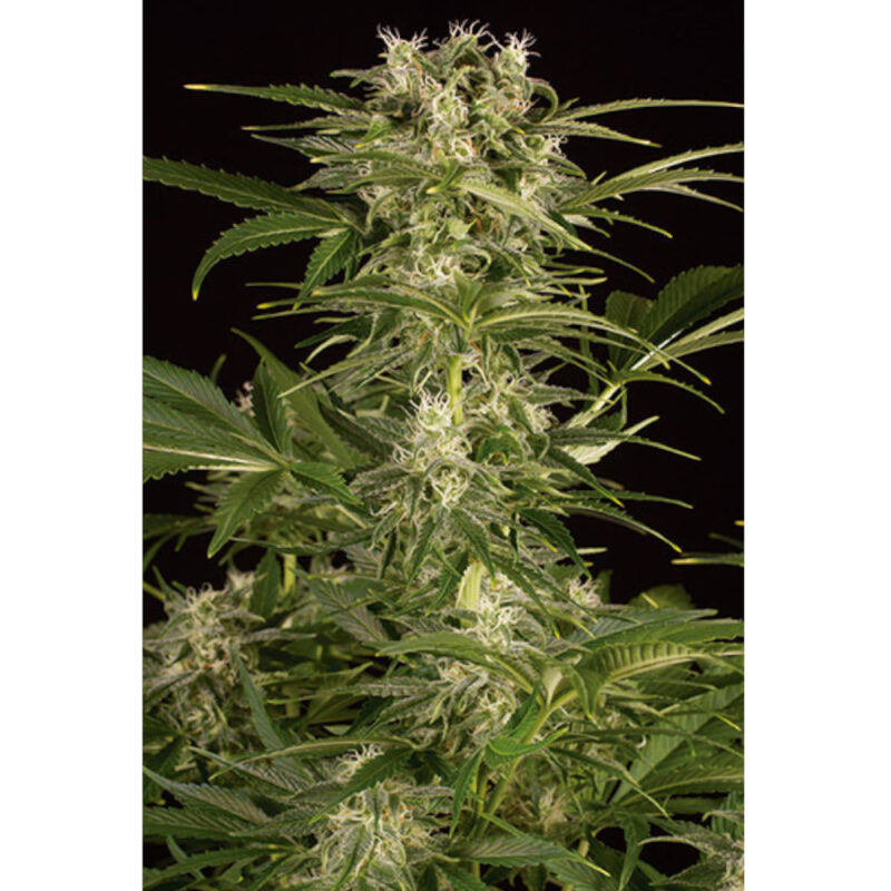 Lemon Juice Express Auto