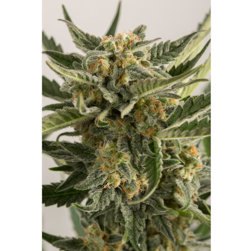 Lost Coast Skunk Auto