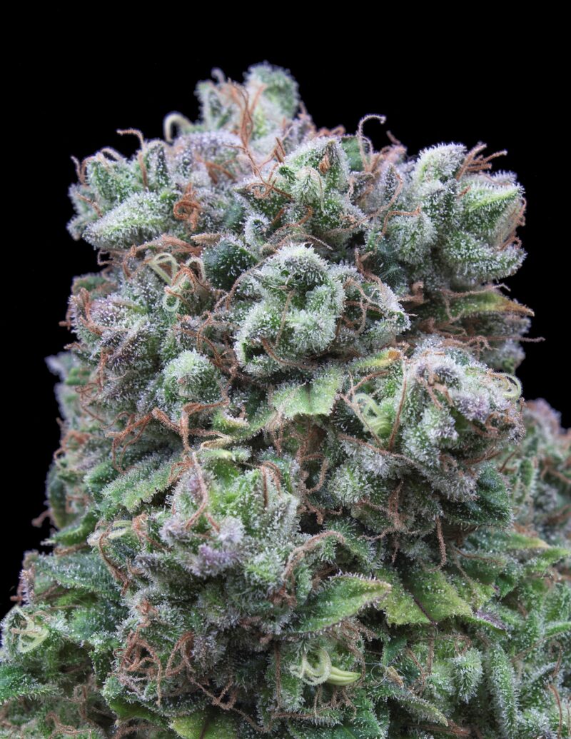 Kush Exclusive