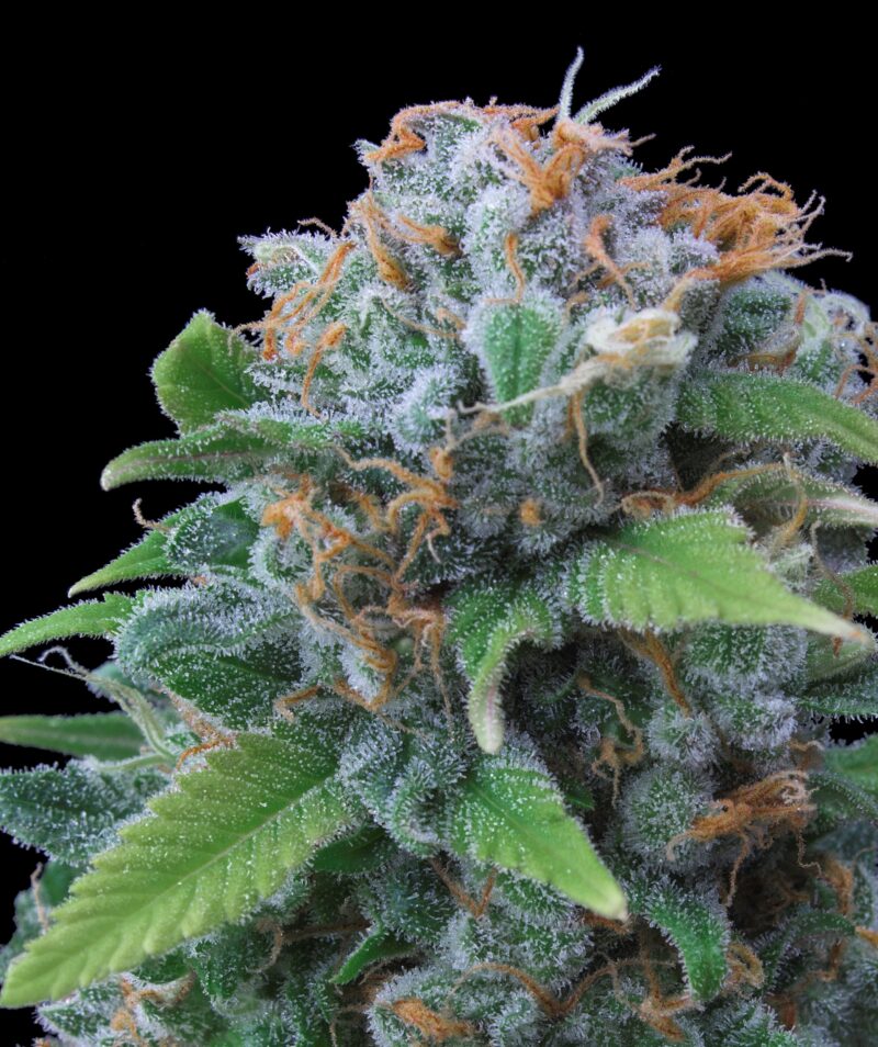 Lemon Haze