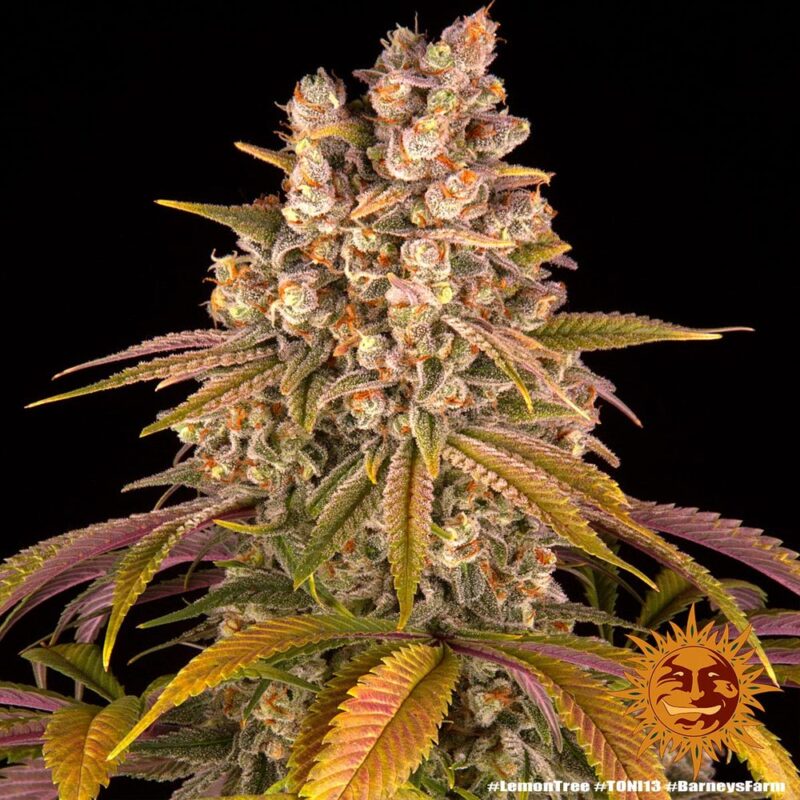 Lemon Tree - Imagen 2