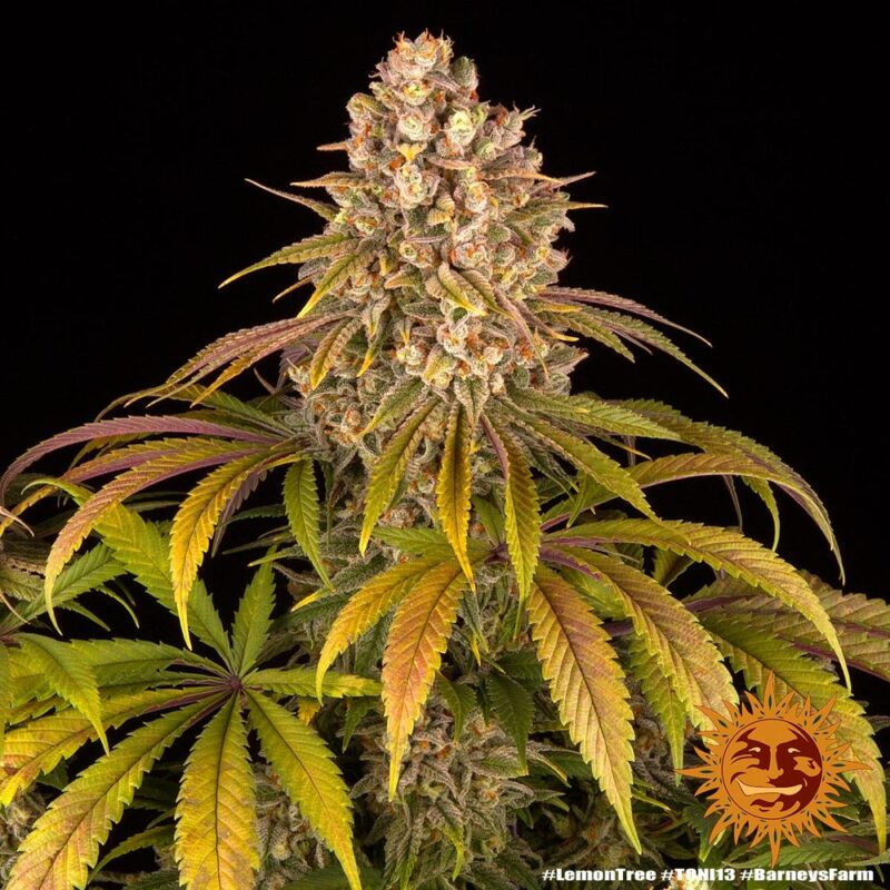 Lemon Tree - Imagen 3