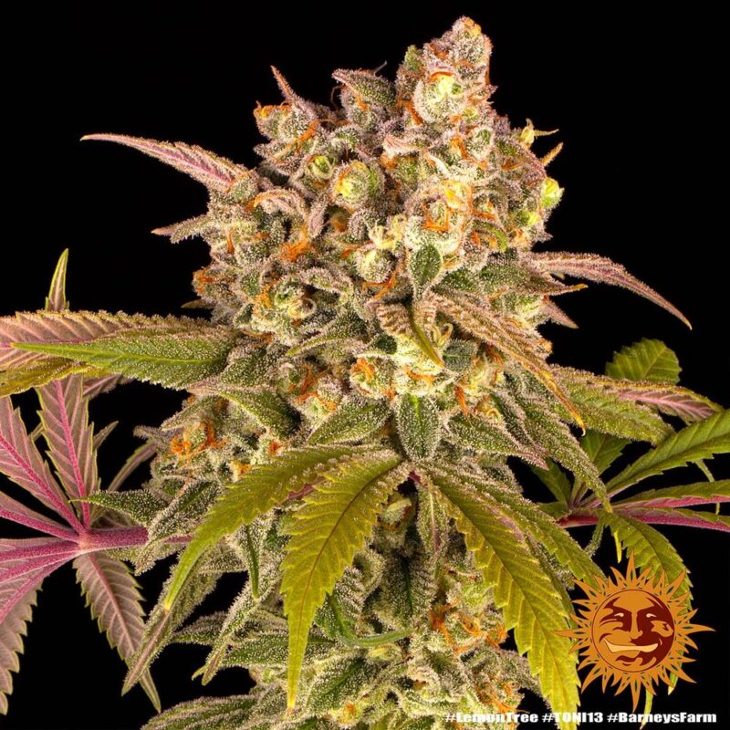Lemon Tree - Imagen 4