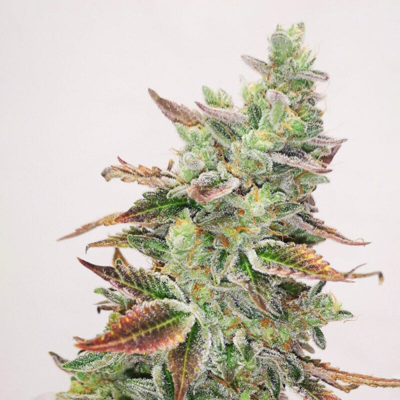 Banana Purp