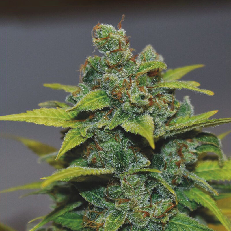 Banana Zkittlez
