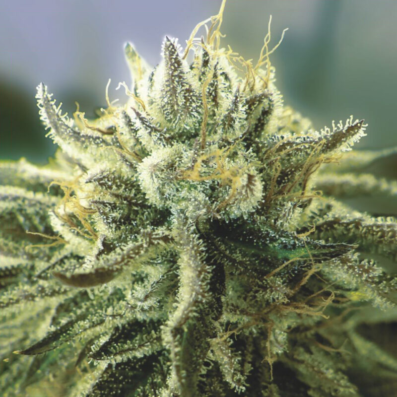 Canadian Kush 2.0