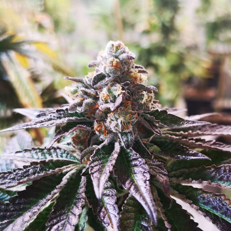 Cookies Purple Punch