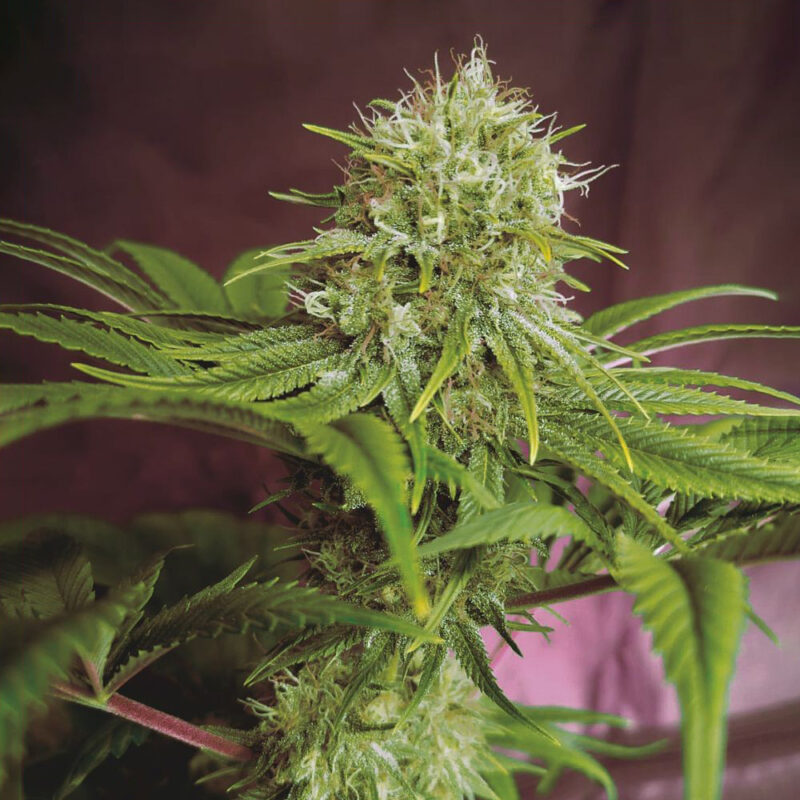 Elixir Vitae CBD