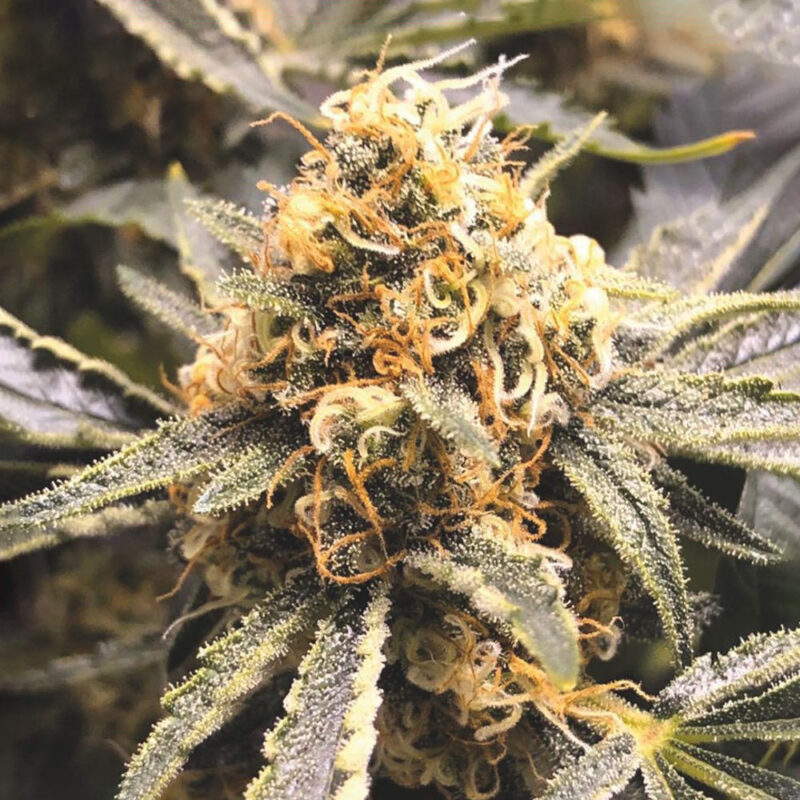 Recovery CBD