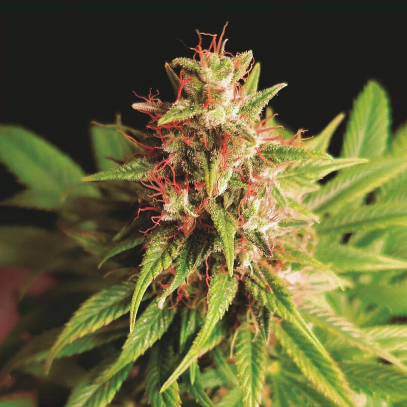 Red Cross CBD