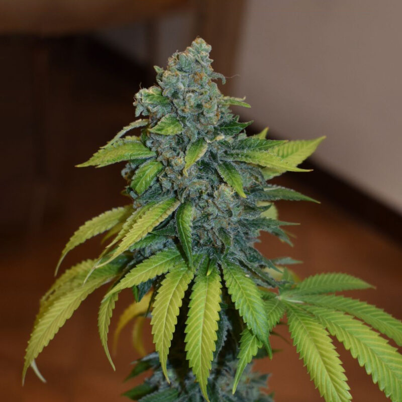 Zkittlez