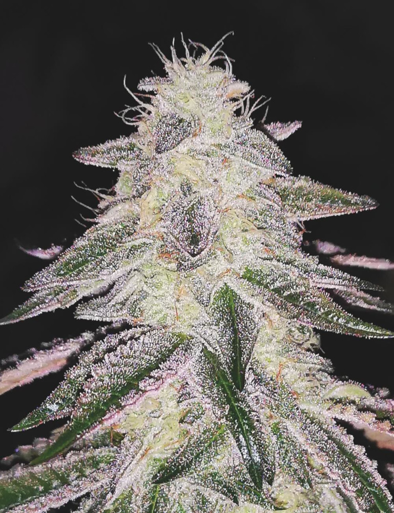 Medical Runntz