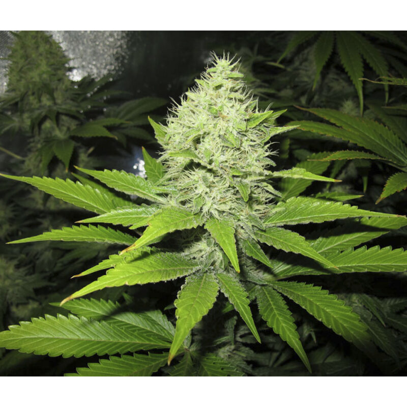 Sour Diesel