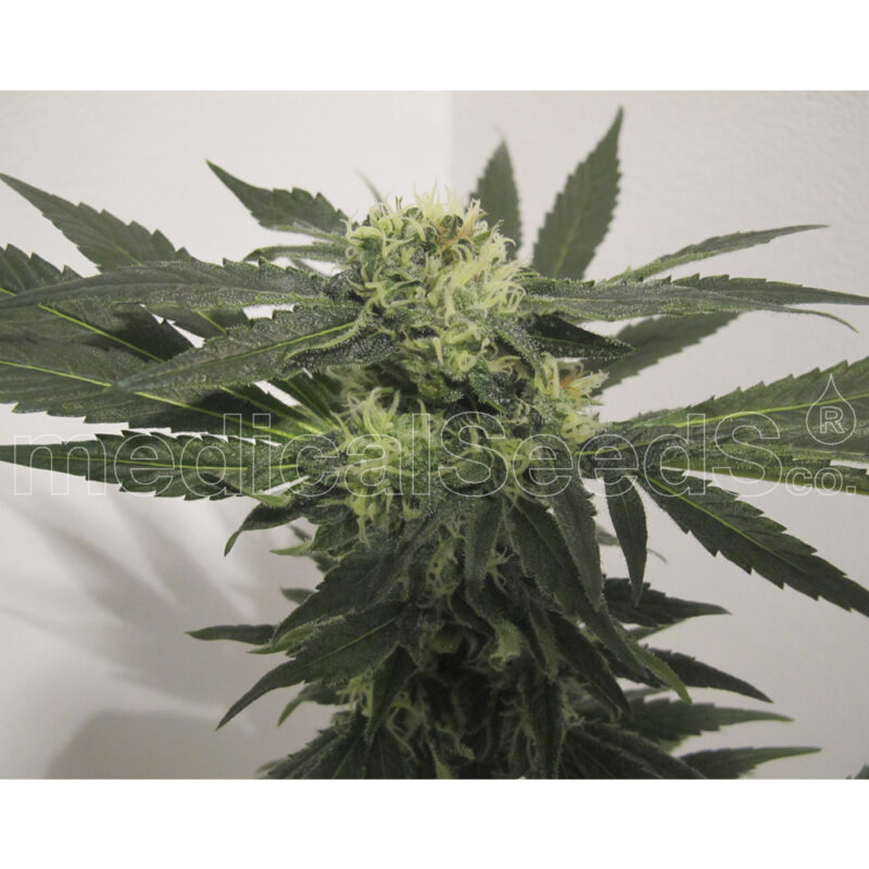 Y Griega CBD