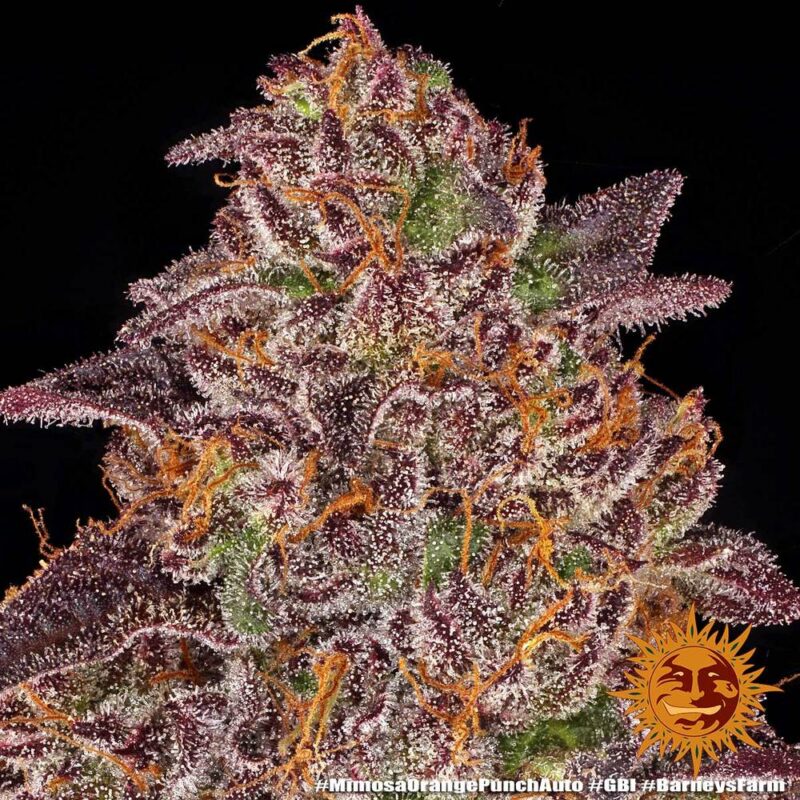 Mimosa x Orange Punch  1 Auto - Imagen 2
