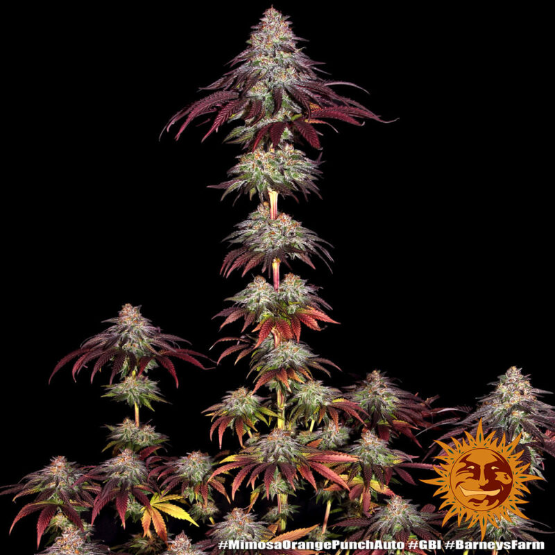 Mimosa x Orange Punch  3 Auto - Imagen 2