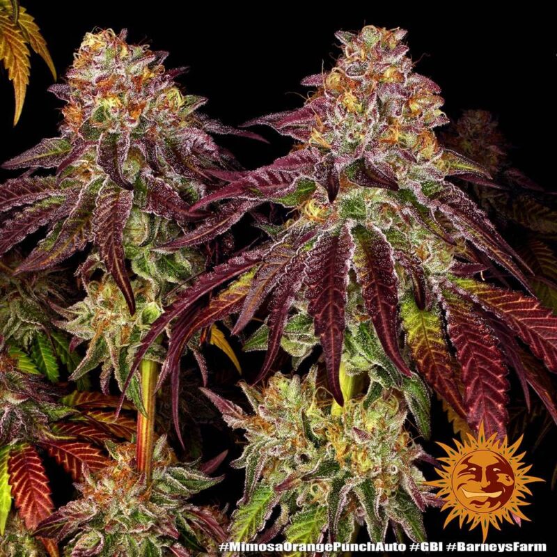 Mimosa x Orange Punch  5 Auto - Imagen 3