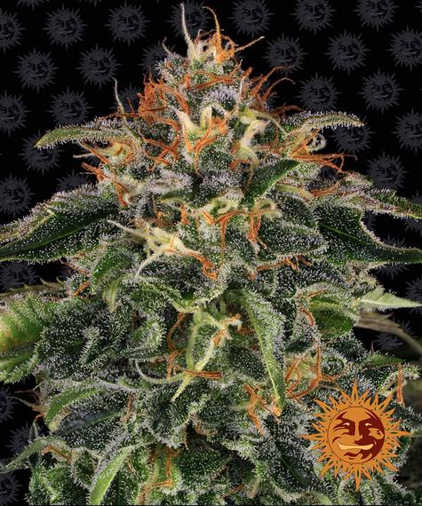 Moby Dick 10 Fem