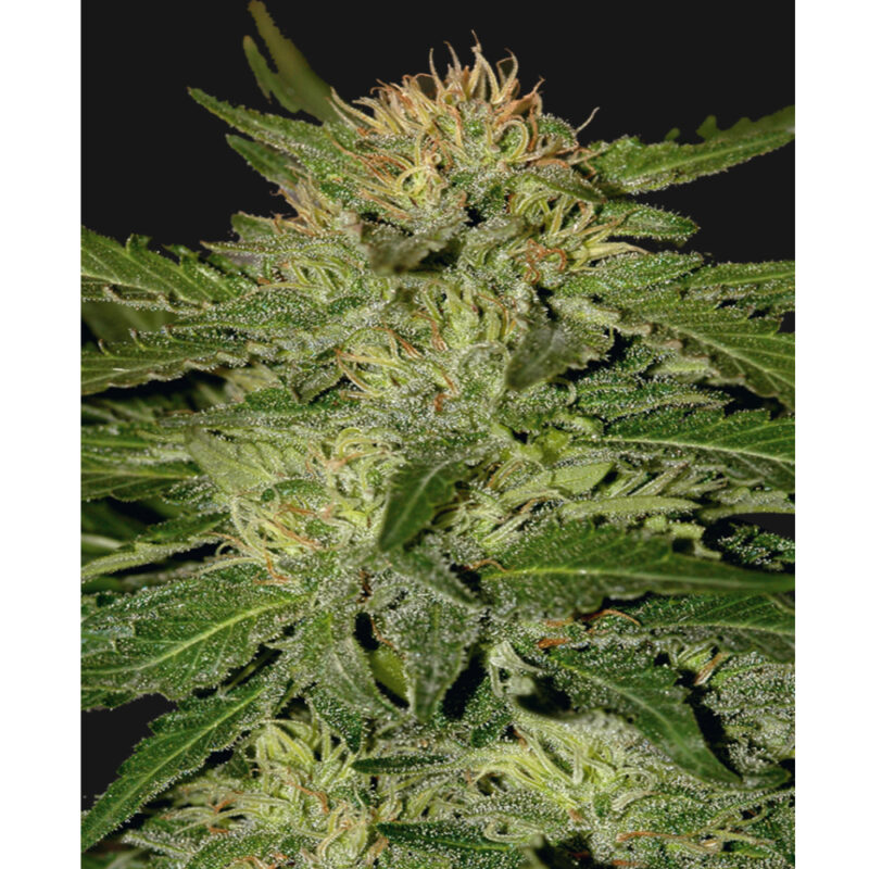 Auto White Widow