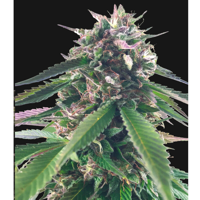 Mr.Bluberry Bud