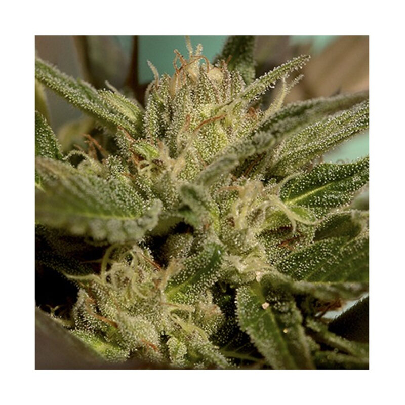 Mr.Jekyll Kush