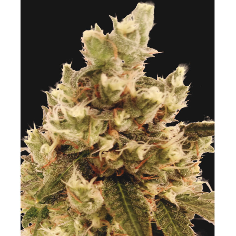 Mr.Gorilla Cream