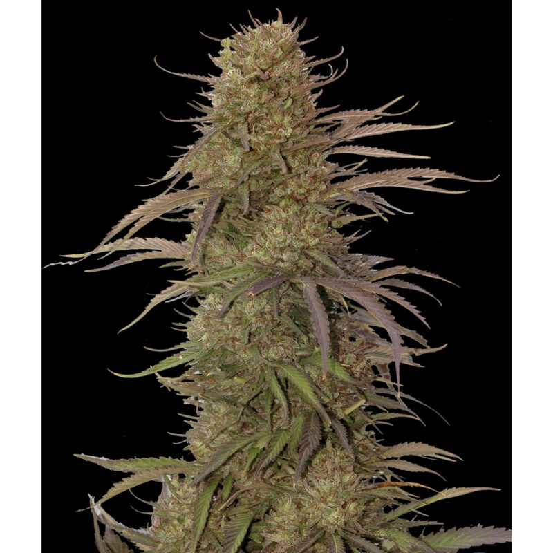 Auto Cream Mass