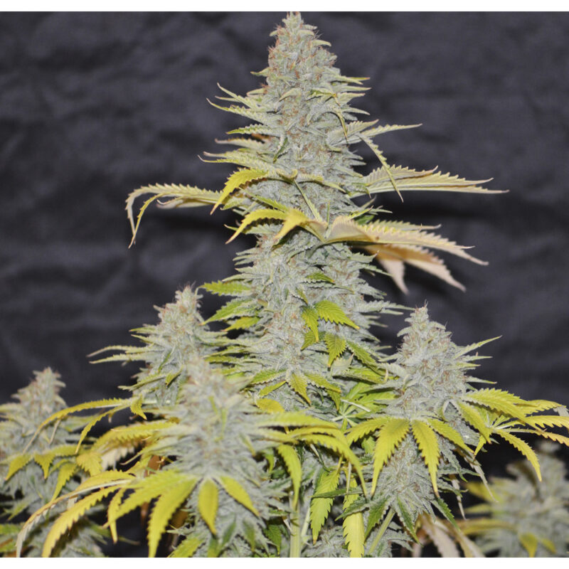 Auto Diesel Mass