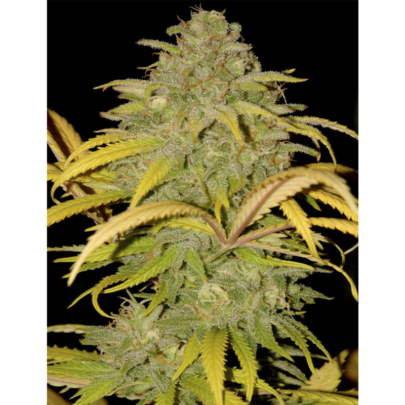 Auto Northern Cream