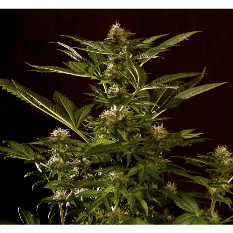 Auto Winweed CBD
