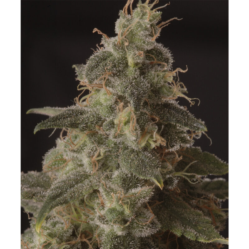 Full Moon CBD