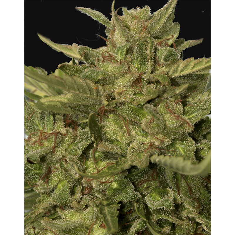 Mr.California Pearl