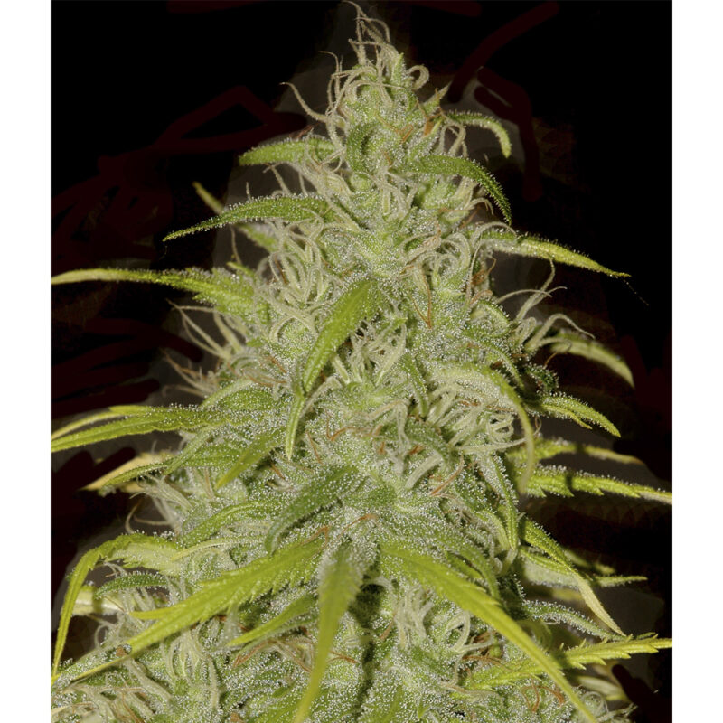 Mr.Weed Mass