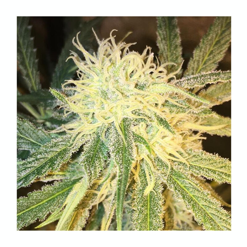 Mr.Sugar Lemon Haze