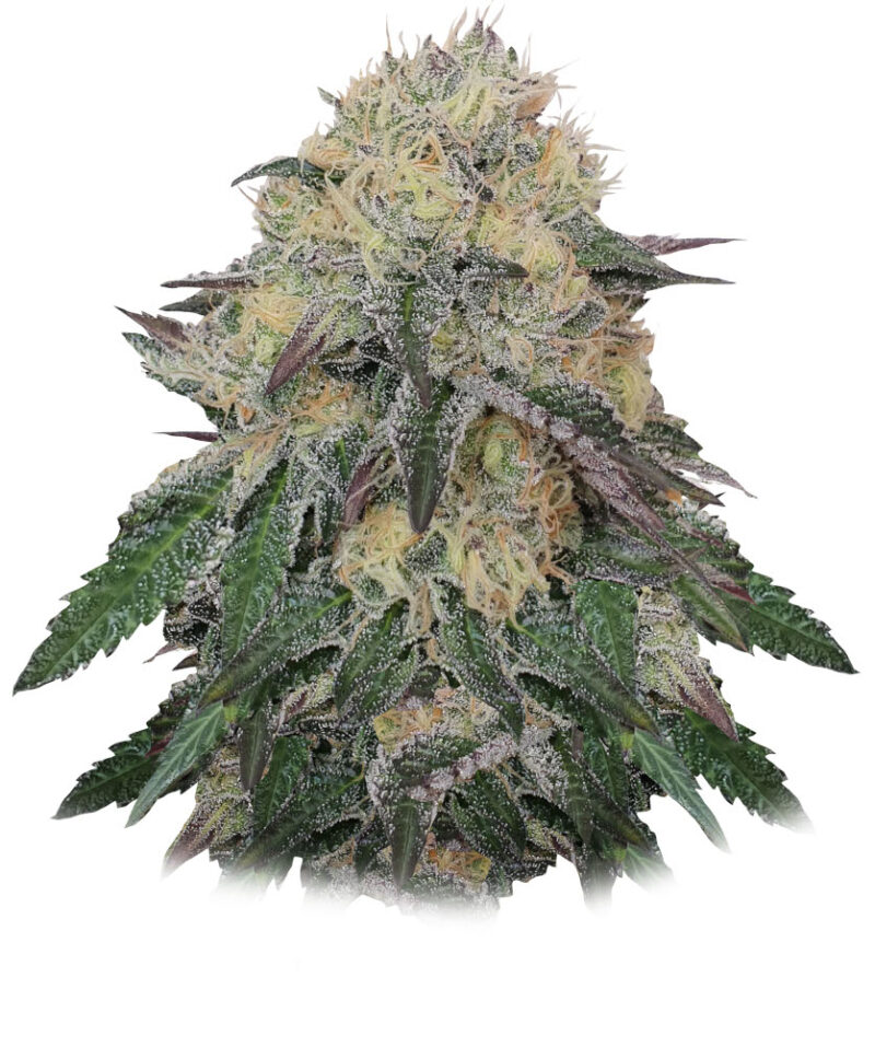 Mr. Northern Og