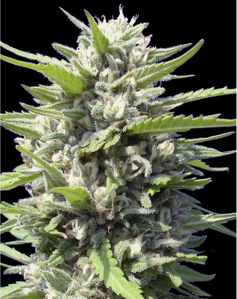 Northern Lights Auto