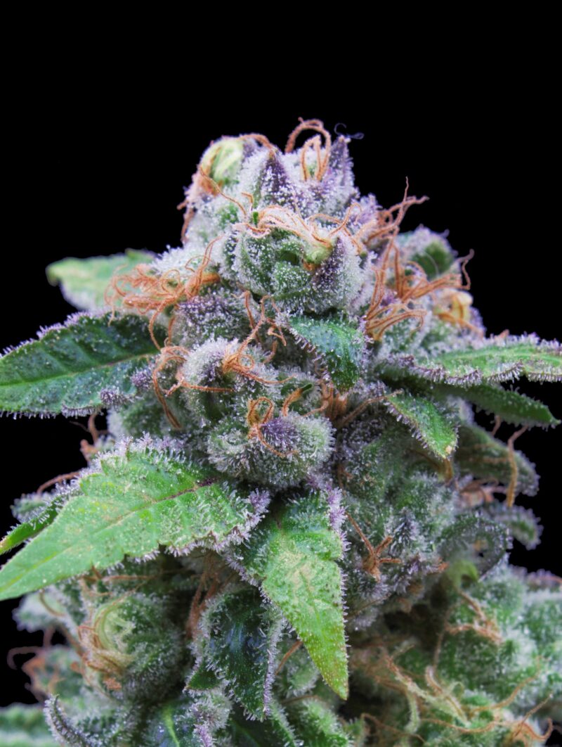OG Kush