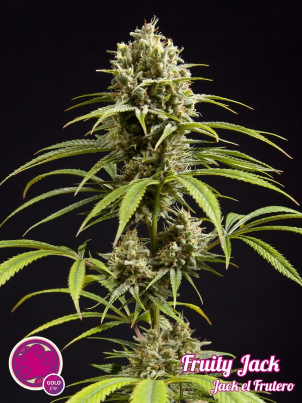 Fruity Jack