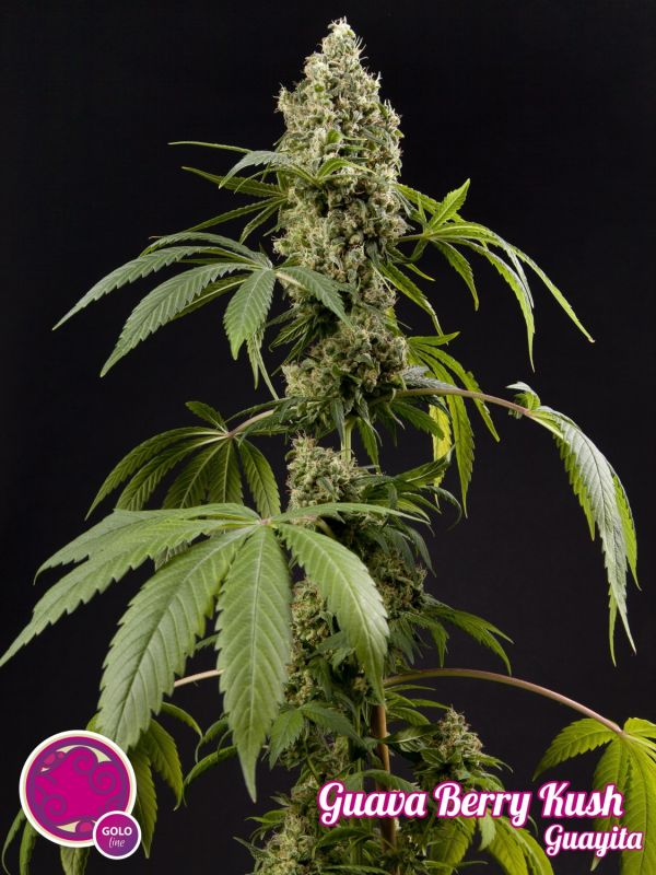 Guava Berry Kush