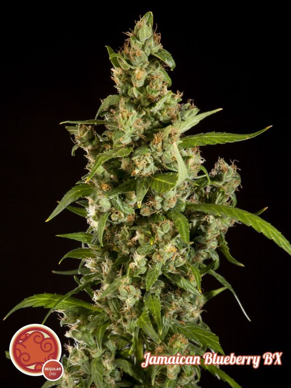 Jamaica Blueberry BX