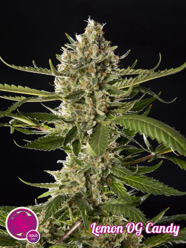 Lemon OG Candy
