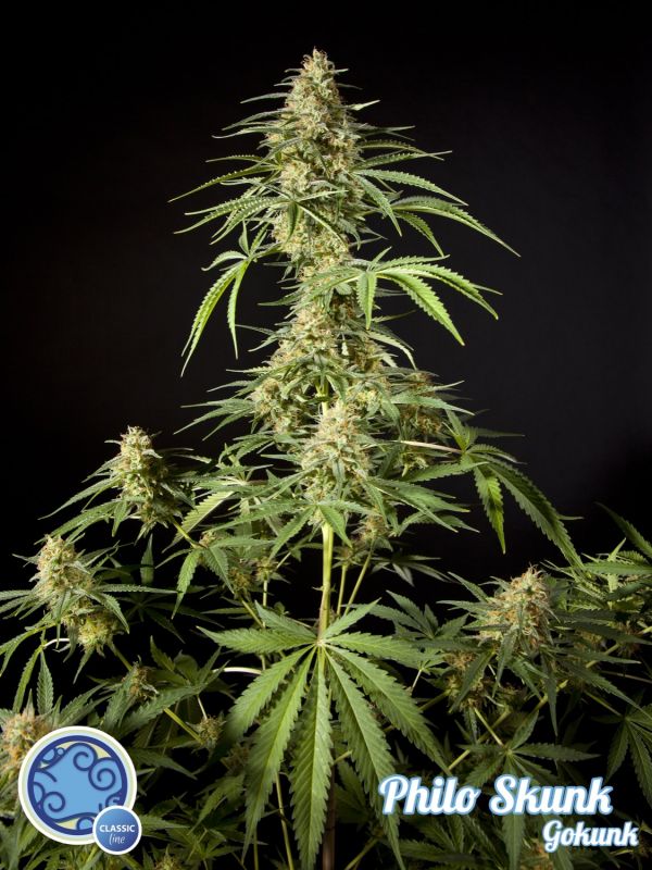 Philo Skunk