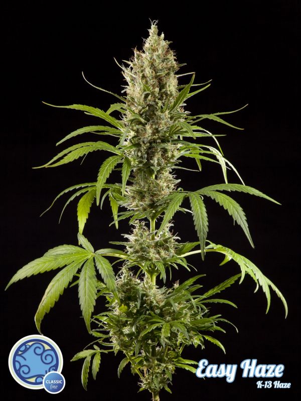 Easy Haze