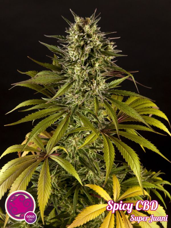 Spicy CBD