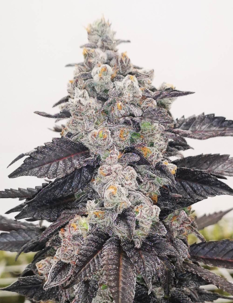 Pink Sherbert - Imagen 2