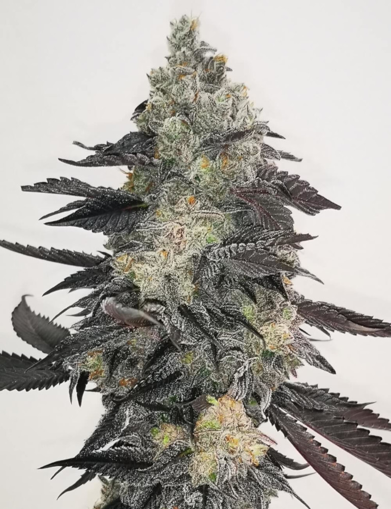 Pink Sherbert