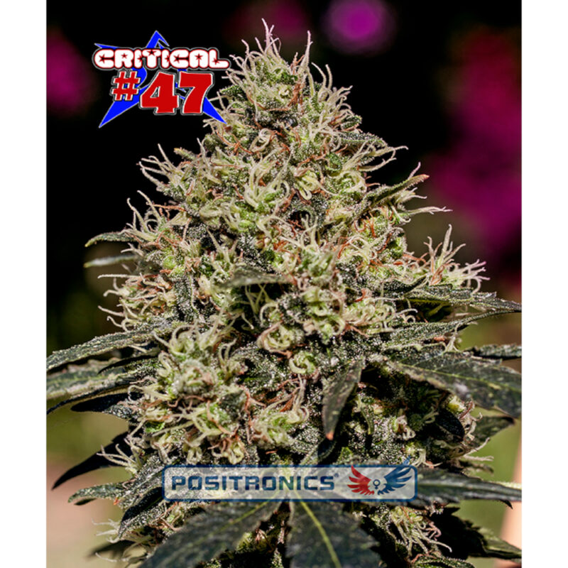Critical #47