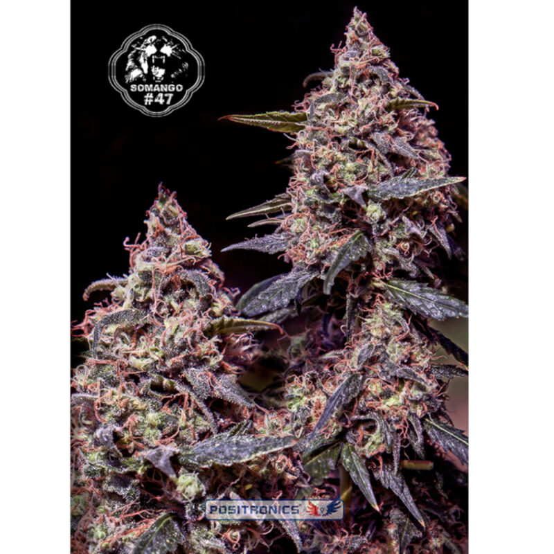 Somango #47