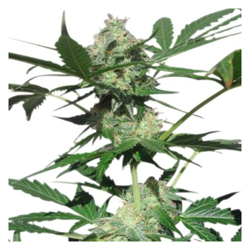 Northern Light Automática